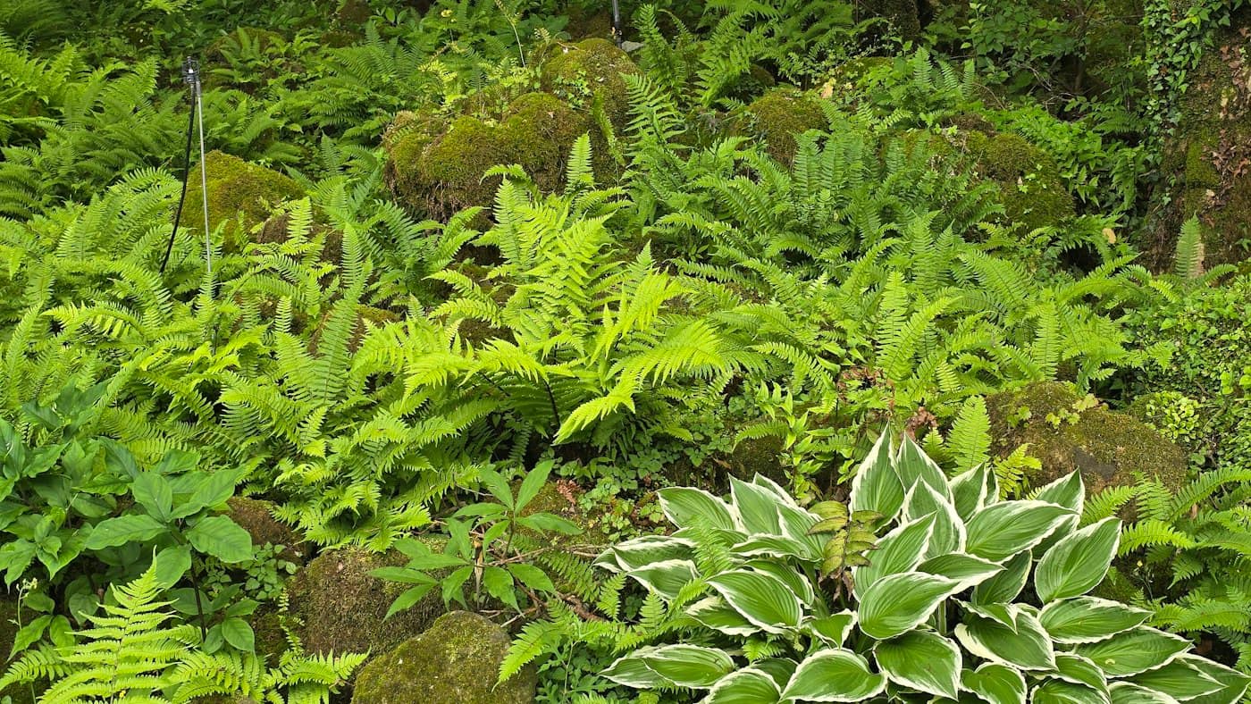 Une cour à l'ombre plantée de fougères et d'hostas, entre des pierres couvertes de mousse