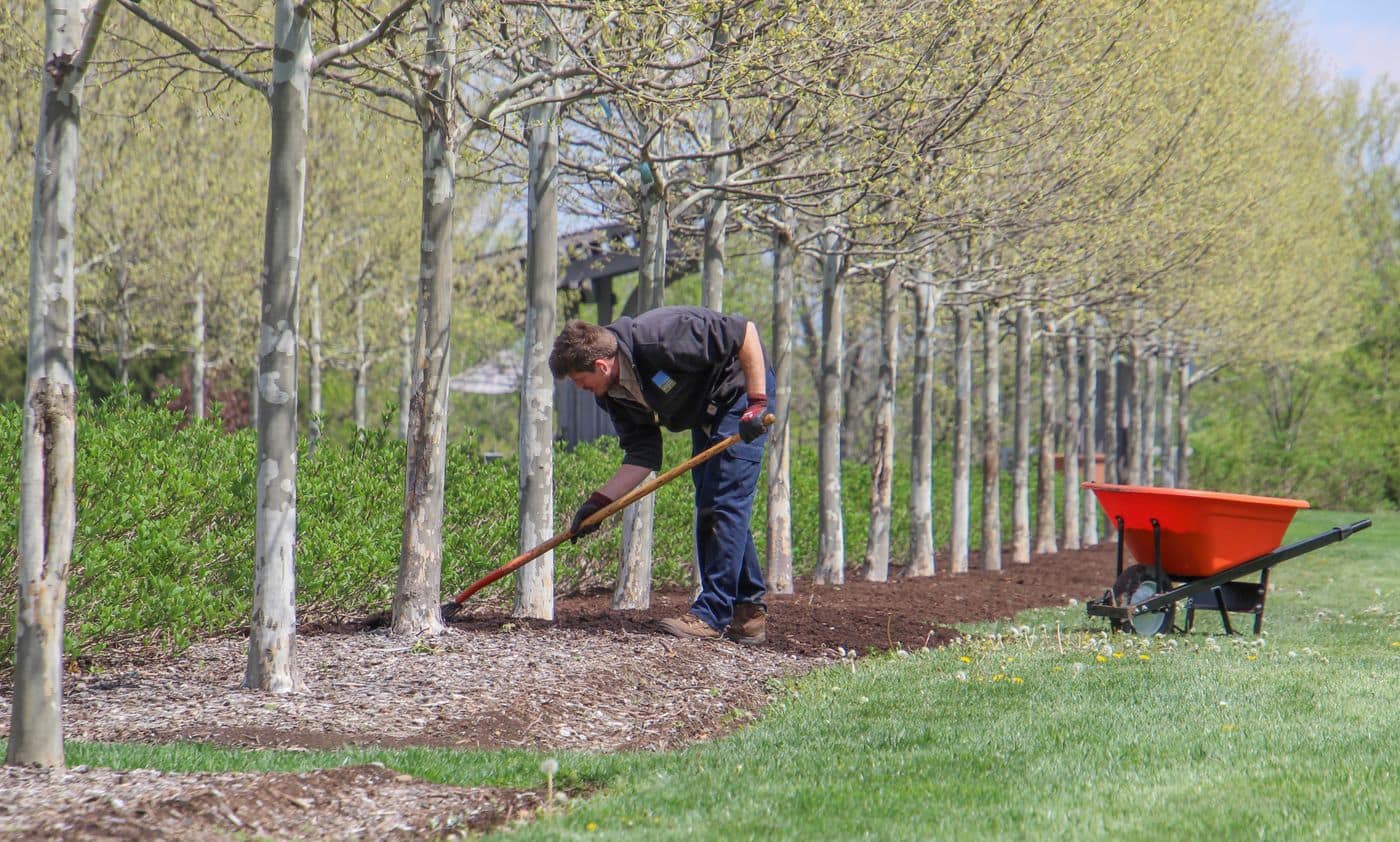 Un jardinier étale le paillis au pied d'une rangée de jeunes arbres